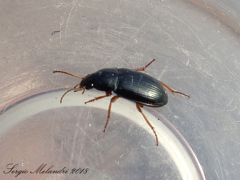 Carabidae: Amara lucida